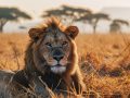 Safari en Tanzanie : à la rencontre de la faune sauvage d’afrique